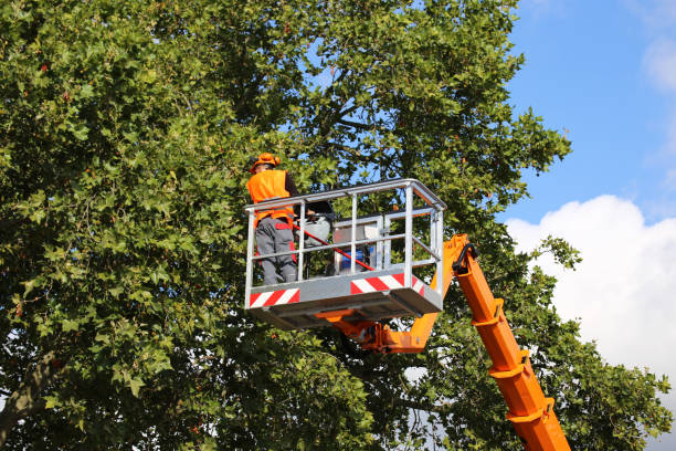 Tree Removal for Businesses in Pelzer, SC